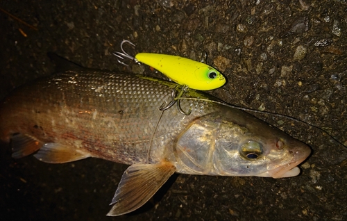 ウグイの釣果