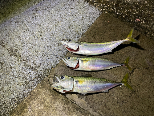 サバの釣果