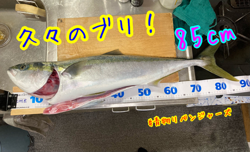 ブリの釣果