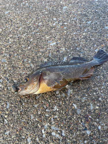 エゾメバルの釣果