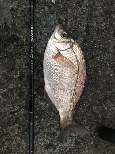 ウミタナゴの釣果