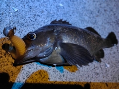 エゾメバルの釣果