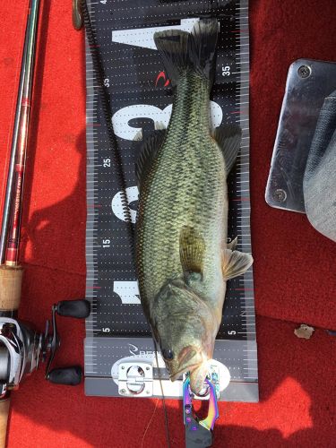 ブラックバスの釣果