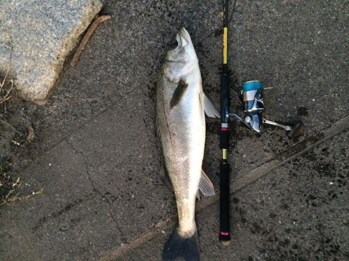 シーバスの釣果