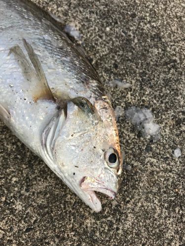 イシモチの釣果