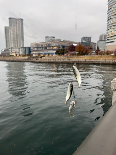 サバの釣果