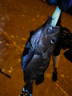 エゾメバルの釣果