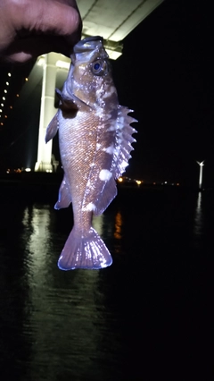 エゾメバルの釣果