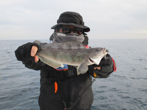 ホッケの釣果