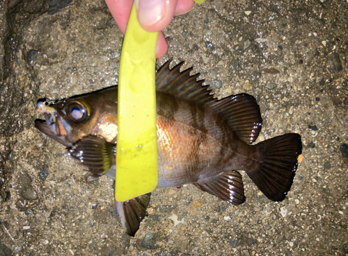 シロメバルの釣果