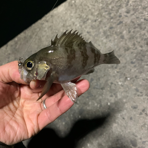 メバルの釣果