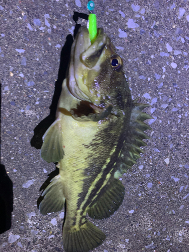 シマソイの釣果