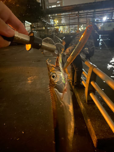 タチウオの釣果