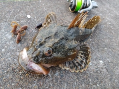 カジカの釣果