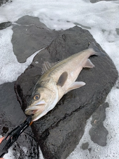 スズキの釣果