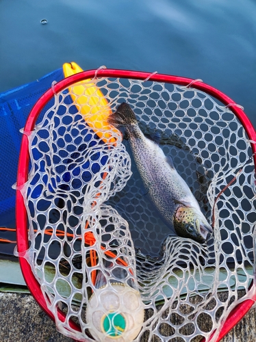 ニジマスの釣果