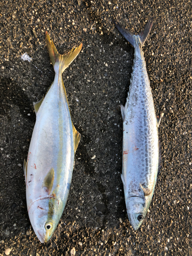 ハマチの釣果