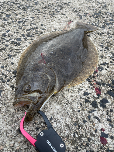 ヒラメの釣果