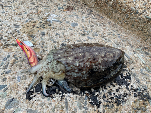 コウイカの釣果