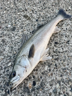 セイゴ（マルスズキ）の釣果