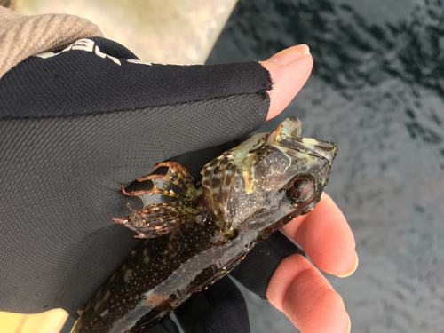 アナハゼの釣果