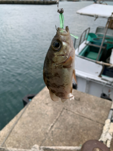 アオメバルの釣果