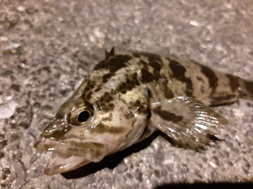 タケノコメバルの釣果