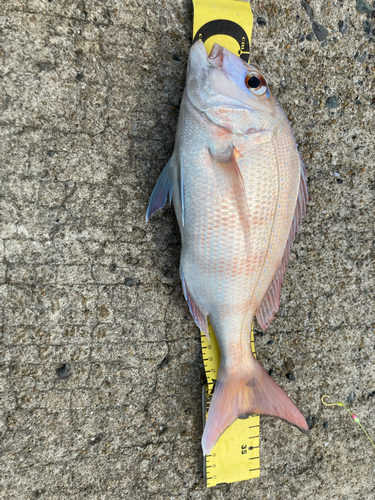 マダイの釣果