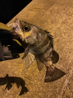 メバルの釣果