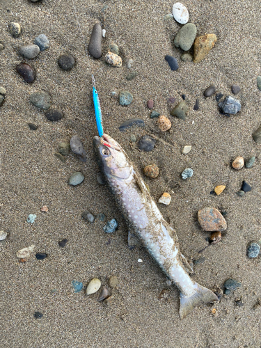 アメマスの釣果