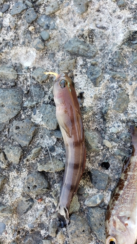 リュウグウハゼの釣果