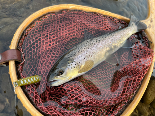 ブラウントラウトの釣果