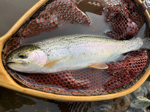 ニジマスの釣果