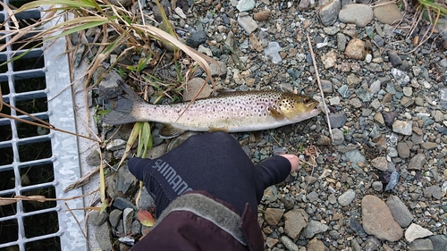 ブラウントラウトの釣果