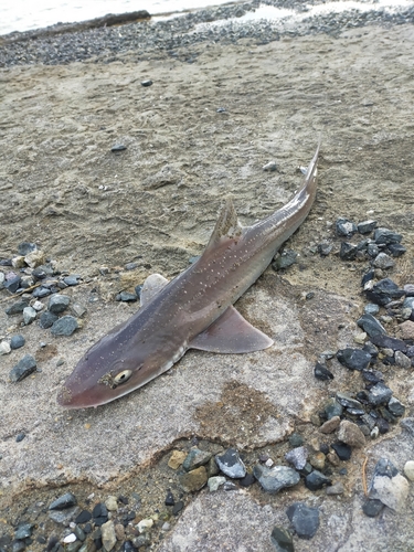 サメの釣果