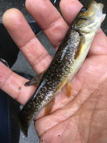 アブラハヤの釣果