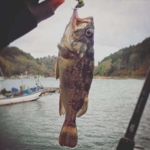 クロソイの釣果