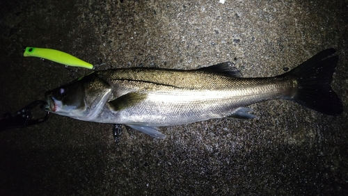 スズキの釣果