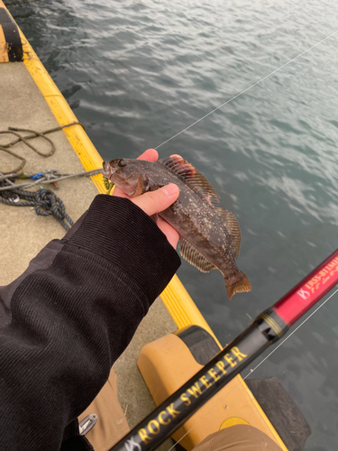 アイナメの釣果