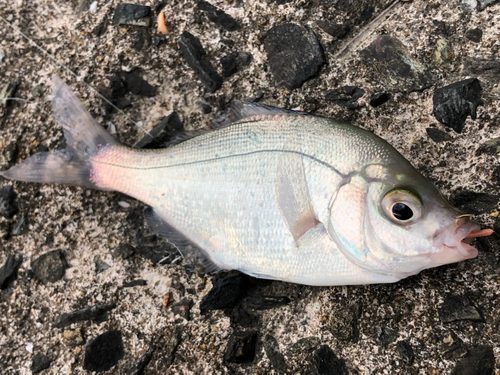 ウミタナゴの釣果