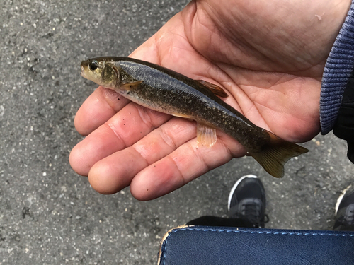 アブラハヤの釣果