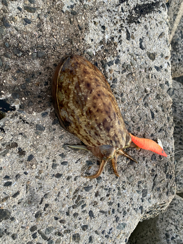 コウイカの釣果