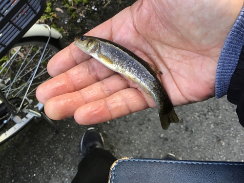 アブラハヤの釣果