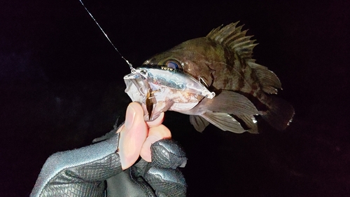 シロメバルの釣果