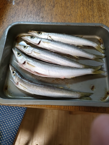 カマスの釣果