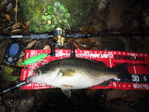 ブラックバスの釣果