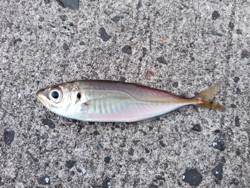 クロソイの釣果