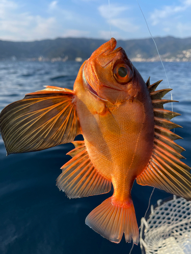 チカメキントキの釣果