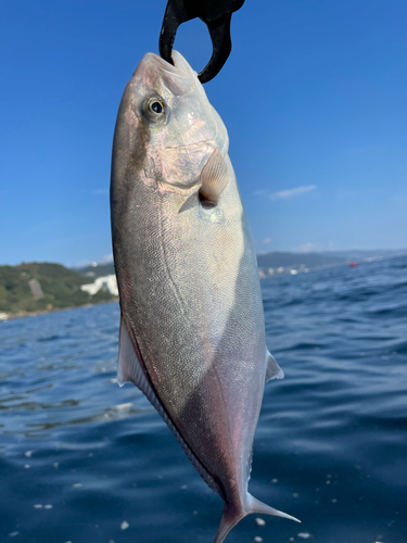 ショゴの釣果