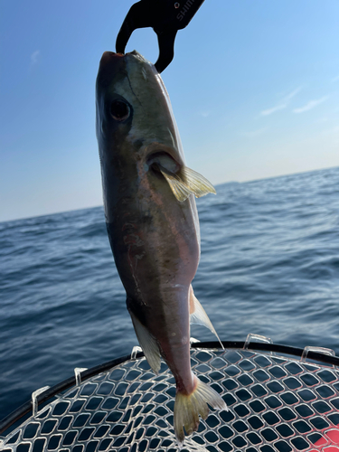 クロサバフグの釣果